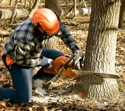 Tree Removal in Edna, KS